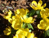 eranthis hyemalis-2